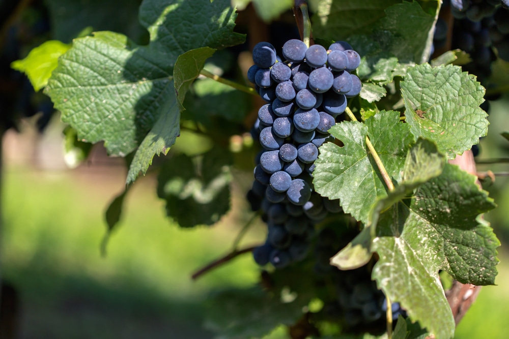 genodique viticulture