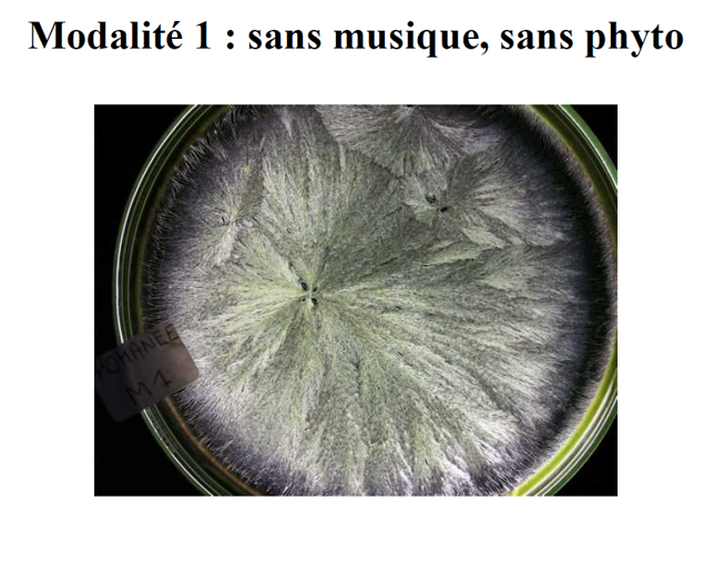 Images de morpho-cristallisation comparatives modalités 1