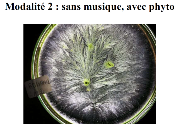 Images de morpho-cristallisation comparatives modalités 2