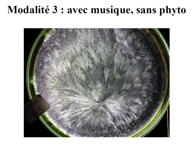 Images de morpho-cristallisation comparatives modalités 3