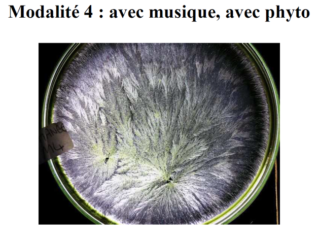 Images de morpho-cristallisation comparatives modalités 4